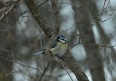 Cyanistes caeruleus