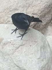 Onychognathus tristramii