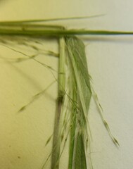 Panicum flexile