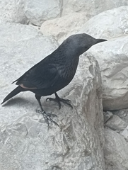 Onychognathus tristramii