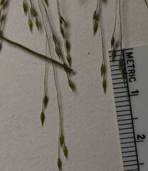 Panicum flexile