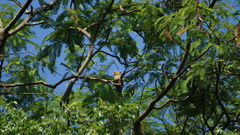 Aratinga auricapillus