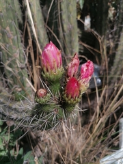 Corryocactus melanotrichus