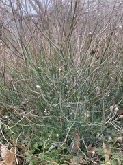 Chloracantha spinosa