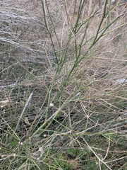 Chloracantha spinosa