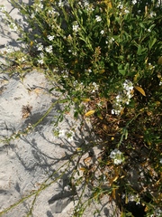 Cakile lanceolata