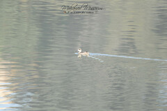 Marmaronetta angustirostris