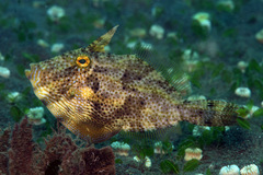 Pseudomonacanthus macrurus
