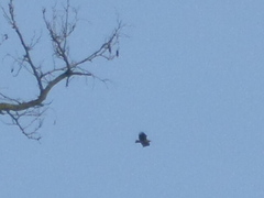 Haliaeetus albicilla