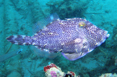 Pseudomonacanthus macrurus