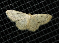 Idaea pilosata