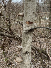 Fomitopsis betulina
