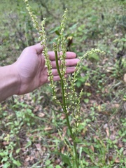 Rumex hastatulus