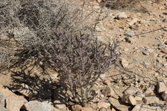 Cylindropuntia ramosissima
