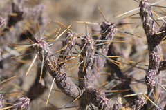 Cylindropuntia ramosissima