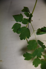 Thalictrum venulosum