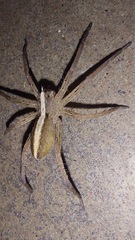 Neoctenus