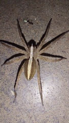 Neoctenus