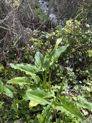 Zantedeschia