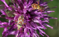 Calocoris roseomaculatus