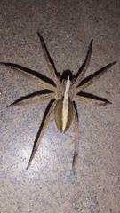 Neoctenus