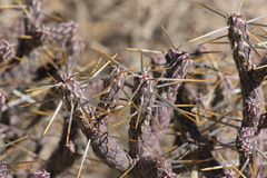 Cylindropuntia ramosissima