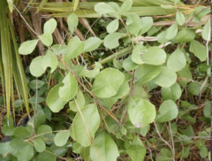 Lyonia fruticosa