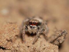 Habronattus pyrrithrix