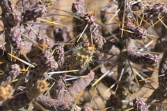 Cylindropuntia ramosissima