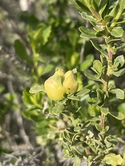 Rhopalomyia californica