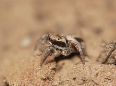 Habronattus pyrrithrix