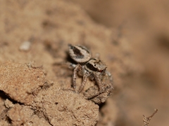 Habronattus pyrrithrix