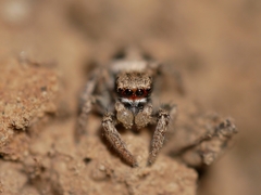 Habronattus pyrrithrix
