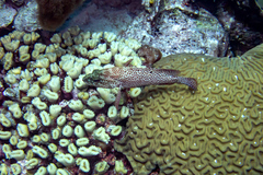 Pseudodiploria strigosa