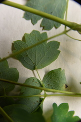 Thalictrum venulosum