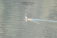 Marmaronetta angustirostris