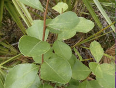Lyonia fruticosa
