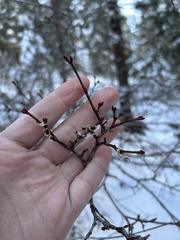 Acer glabrum