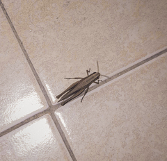 Amblytropidia australis