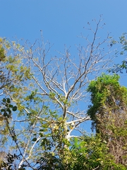 Pseudobombax septenatum