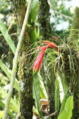 Tillandsia punctulata