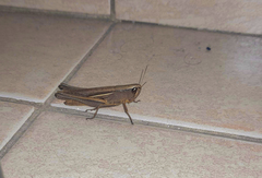 Amblytropidia australis