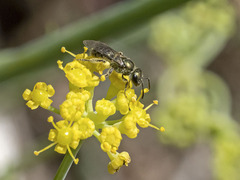 Lasioglossum loetum