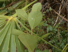 Lyonia fruticosa