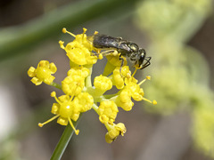 Lasioglossum loetum