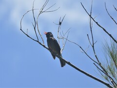 Hypsipetes borbonicus