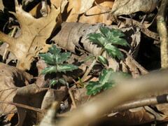 Hydrophyllum macrophyllum