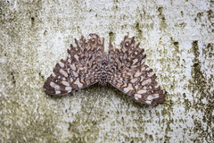 Hamadryas feronia