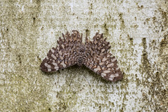 Hamadryas feronia
