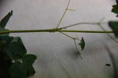 Thalictrum venulosum